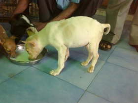 Accident-spinal injury--after