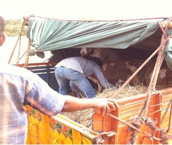 Getting them comfortable