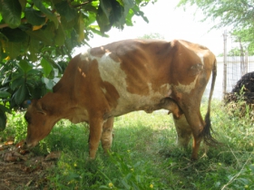 Lakshmi in Shelter with later version of caste