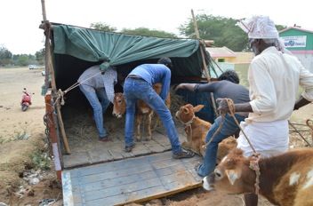 Loading the nervous babies
