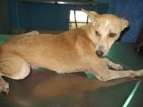 Ramu--after treatment