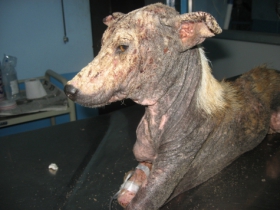 Ramu--before treatment 3