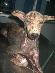 Ramu--before treatment 7