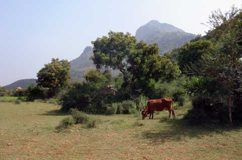 arunachala