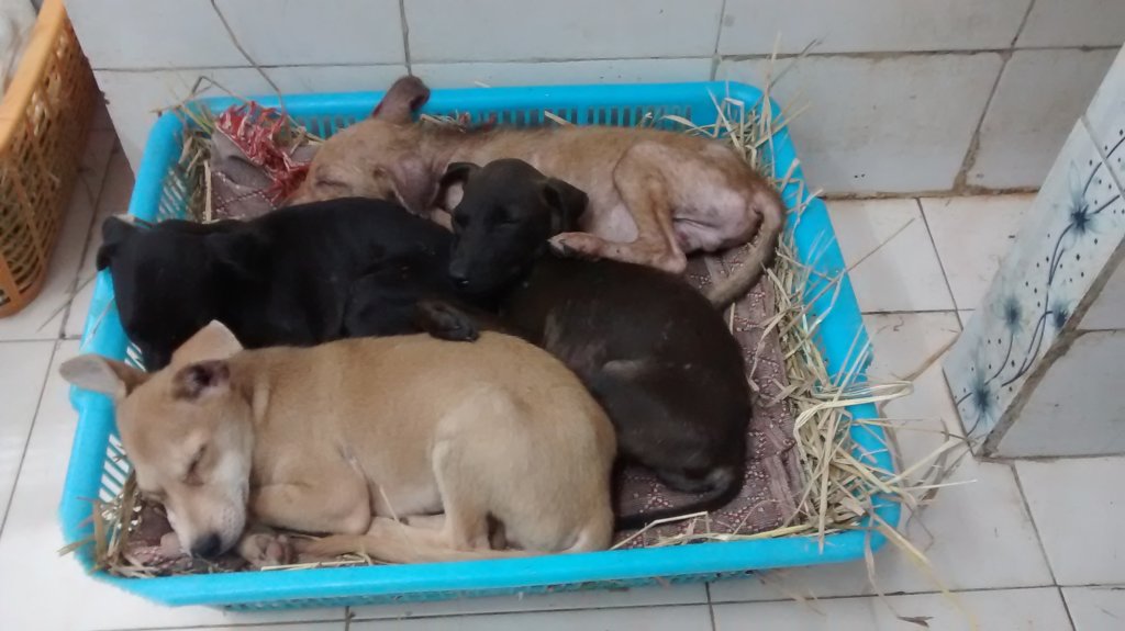 Now that's what you call real snuggling.