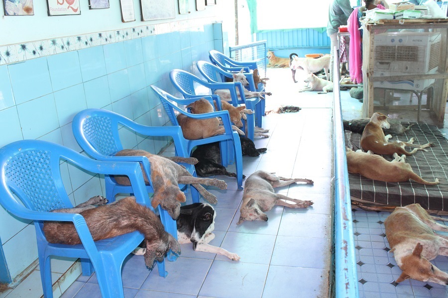 I thought we bought these chairs  for people.