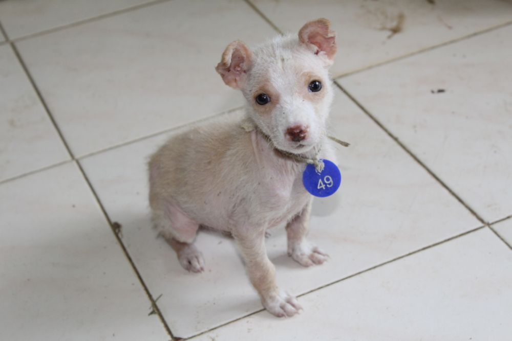 "Number 49" welcomes you to our beloved Shelter.